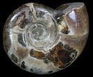 Polished Ammonite (Anapuzosia) - Madagascar #34227-1